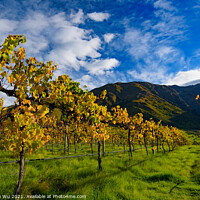 Buy canvas prints of Grape vineyard in autumn in South Island, New Zealand by Chun Ju Wu