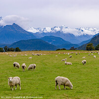 Buy canvas prints of A herd of sheep grazing on a lush green field in New Zealand by Chun Ju Wu