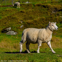 Buy canvas prints of A smiling sheep on grass field in New Zealand by Chun Ju Wu