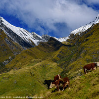 Buy canvas prints of Cattle grazing on grass field in Mount Aspiring National Park, South Island, New Zealand by Chun Ju Wu