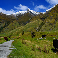 Buy canvas prints of Cattle grazing on grass field in Mount Aspiring National Park, South Island, New Zealand by Chun Ju Wu