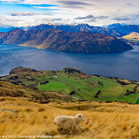 Buy canvas prints of View of Lake Wanaka with a sheep on hill, South Island, New Zealand by Chun Ju Wu