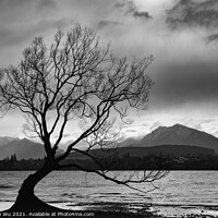 Buy canvas prints of Wanaka tree and Lake Wanaka in New Zealand (black and white) by Chun Ju Wu