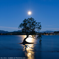 Buy canvas prints of Night view of Wanaka tree and Lake Wanaka in moonlight, New Zealand by Chun Ju Wu