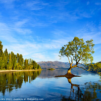 Buy canvas prints of Wanaka tree and reflection on Lake Wanaka in South Island, New Zealand by Chun Ju Wu