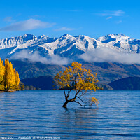 Buy canvas prints of Wanaka tree and Lake Wanaka in autumn, New Zealand by Chun Ju Wu