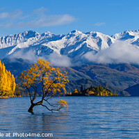 Buy canvas prints of Panorama of Wanaka tree and Lake Wanaka in autumn, New Zealand by Chun Ju Wu