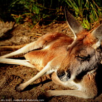 Buy canvas prints of A kangaroo lying on the ground by Chun Ju Wu