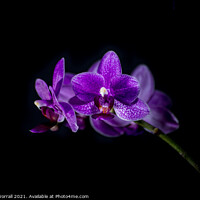 Buy canvas prints of Purple Orchid by Roger Worrall