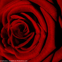 Buy canvas prints of Red Rose by Roger Worrall