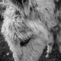 Buy canvas prints of Donkey head shot by Roger Worrall