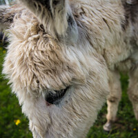 Buy canvas prints of A close up of a Donkey by Roger Worrall