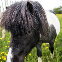 Buy canvas prints of Shetland pony  by Roger Worrall