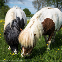 Buy canvas prints of A Pair of Shetland Ponies by Roger Worrall