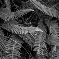 Buy canvas prints of Ferns by Roger Worrall