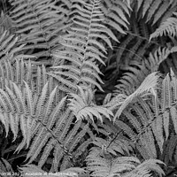 Buy canvas prints of Black and White Fern by Roger Worrall
