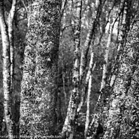 Buy canvas prints of Woodlands by Roger Worrall