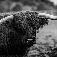 Buy canvas prints of Scottish Longhorn by Roger Worrall
