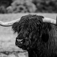 Buy canvas prints of Highland cattle by Roger Worrall