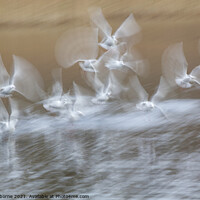 Buy canvas prints of Gulls  by Jane Osborne