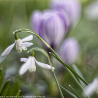 Buy canvas prints of Snowdrops and Crocuses by Jane Osborne