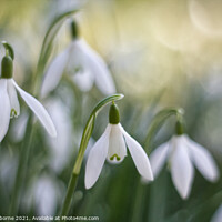 Buy canvas prints of Snowdrops in soft focus by Jane Osborne