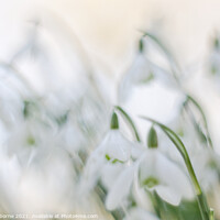 Buy canvas prints of Simply Snowdrops by Jane Osborne