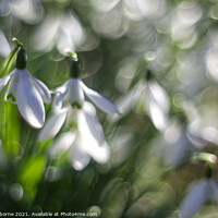 Buy canvas prints of Snowdrops and bokeh by Jane Osborne