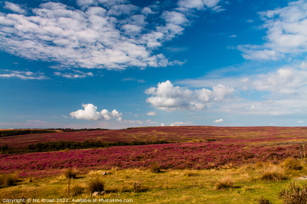 Yorkshire Heather Picture Board by Nic Croad