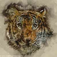 Buy canvas prints of Tiger Watercolour by Nic Croad