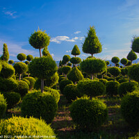 Buy canvas prints of Topiary by Nic Croad
