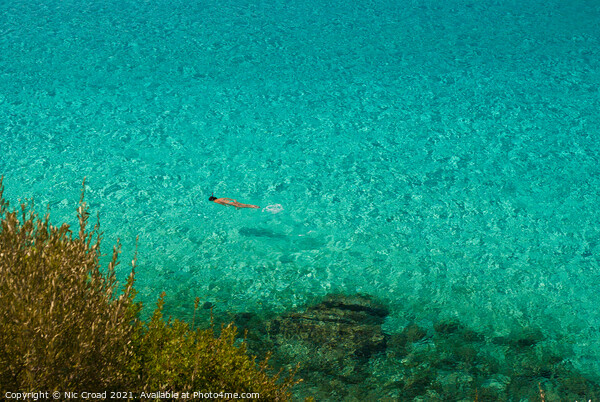 Swimming in the crystal clear sea, Halkidiki, Gree Picture Board by Nic Croad