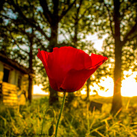 Buy canvas prints of Lone Poppy by Nic Croad