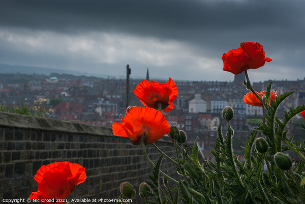 Poppies in Whitby Picture Board by Nic Croad