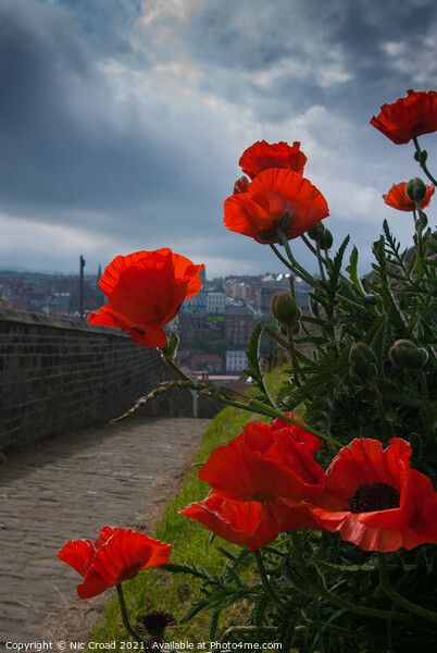 Poppies in Whitby Picture Board by Nic Croad