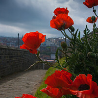 Buy canvas prints of Poppies in Whitby by Nic Croad