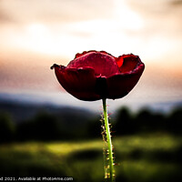 Buy canvas prints of Lone Poppy by Nic Croad