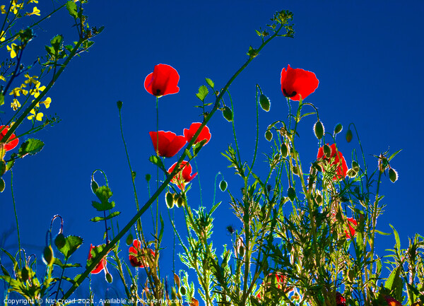 Poppies in spring. Kassandra. Halkidiki. Picture Board by Nic Croad