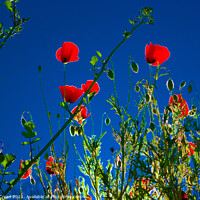 Buy canvas prints of Poppies in spring. Kassandra. Halkidiki. by Nic Croad