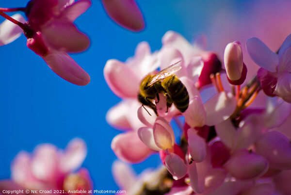A bee on pink almond blossom Picture Board by Nic Croad