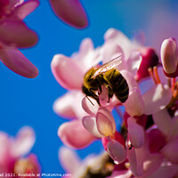Buy canvas prints of A bee on pink almond blossom by Nic Croad