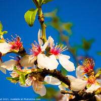 Buy canvas prints of Almond Blossom by Nic Croad