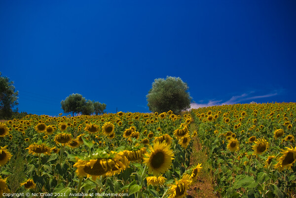 Sunflower Field Picture Board by Nic Croad