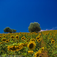 Buy canvas prints of Sunflower Field by Nic Croad