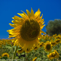 Buy canvas prints of Sunflower by Nic Croad