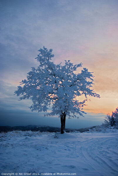 Tree covered in snow Picture Board by Nic Croad