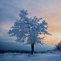 Buy canvas prints of Tree covered in snow by Nic Croad