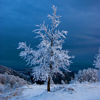 Buy canvas prints of A tree in the snow by Nic Croad