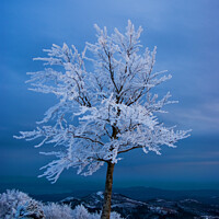 Buy canvas prints of A tree in the snow by Nic Croad