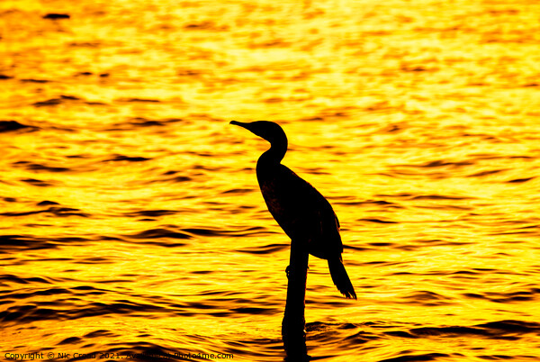 Silhouette of a Great Cormorant Picture Board by Nic Croad
